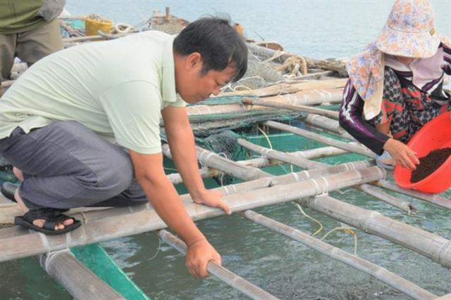 Kiên Giang: Hải sản lồng bè chết số lượng lớn