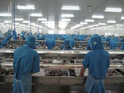 Trung Quốc: Nhà máy chế biến cá rô phi thiếu nguyên liệu, giá tăng, xuất khẩu giảm Trung Quốc: Nhà máy chế biến cá rô phi thiếu nguyên liệu, giá tăng, xuất khẩu giảm