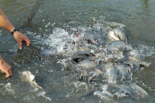 Cá rô phi Việt Nam bứt phá mạnh mẽ: Tận dụng thời cơ và hướng đến tầm nhìn dài hạn