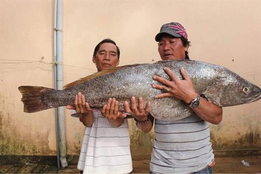 Ngư dân Quảng Ngãi bắt được cá lạ, nghi cá sủ vàng quý hiếm Ngư dân Quảng Ngãi bắt được cá lạ, nghi cá sủ vàng quý hiếm