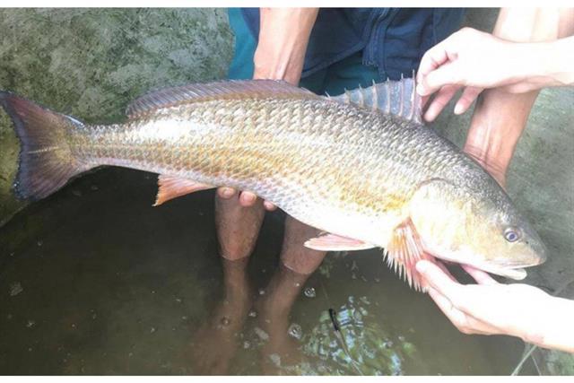 Loài cá đắt đỏ bậc nhất Việt Nam, trong bụng chứa một thứ quý như vàng