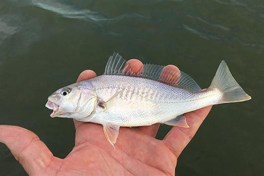 Nghiên cứu tính ăn và phổ thức ăn của cá sửu Nghiên cứu tính ăn và phổ thức ăn của cá sửu