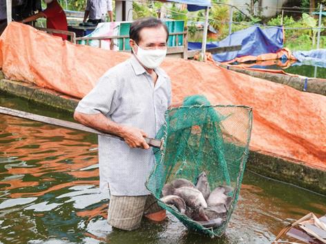 TP. Cần Thơ: Nuôi cá tai tượng “trên cạn” giữa lòng đô thị TP. Cần Thơ: Nuôi cá tai tượng “trên cạn” giữa lòng đô thị