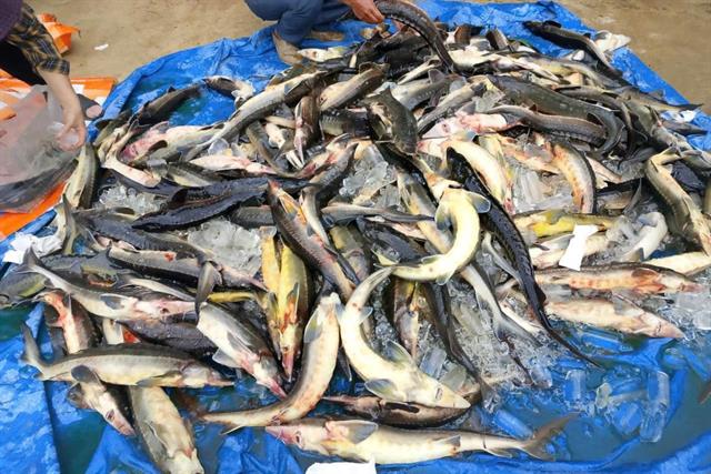 Lũ ống gây thiệt hại hơn 7 tỷ đồng cho các trại nuôi cá tầm