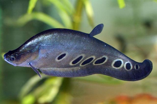 Cấu trúc ống tiêu hóa ảnh hưởng đến đặc tính ăn của cá thát lát còm