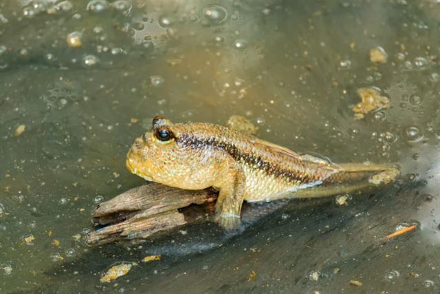 Cá thòi lòi - Loài cá kỳ lạ nhất hành tinh