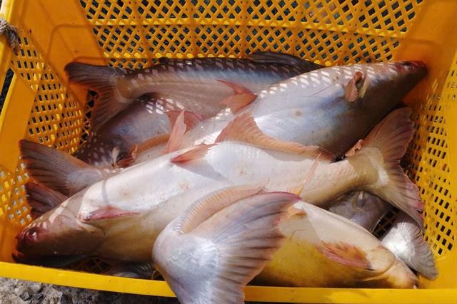 Mỹ áp 0% thuế chống phá giá cho 7 doanh nghiệp cá tra Việt Nam