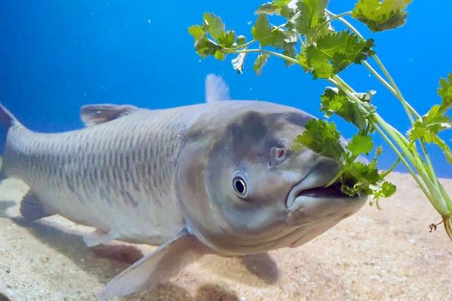 Tiềm năng của Sanguinarine trong thức ăn nuôi cá trắm cỏ Tiềm năng của Sanguinarine trong thức ăn nuôi cá trắm cỏ