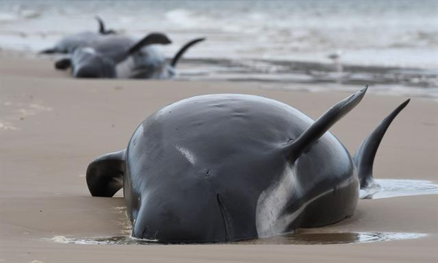 380 cá voi chết, vụ mắc cạn trở nên tồi tệ nhất lịch sử Australia