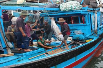 Phú Yên được mùa, được giá cá ngừ đại dương