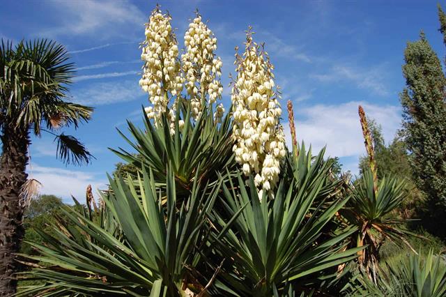 Yucca - Thảo dược từ thiên nhiên cho nuôi trồng thủy sản bền vững
