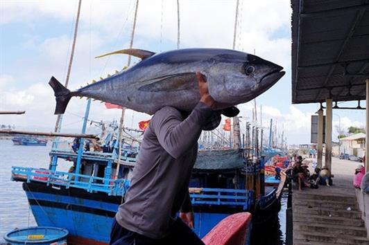 Lạ lùng đặc sản "đèn pha đại dương" trông thì ghê, ăn lại mê ở Phú Yên Lạ lùng đặc sản "đèn pha đại dương" trông thì ghê, ăn lại mê ở Phú Yên