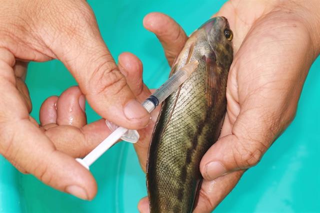 Cơn khát HCG và cuộc đua của ngành sản xuất giống thủy sản ​