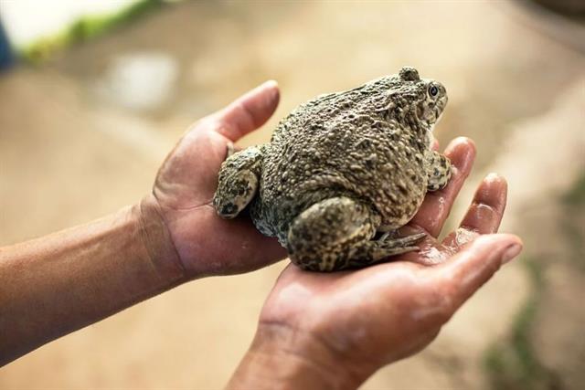 Giảm tỷ lệ hao hụt khi thả ếch giống