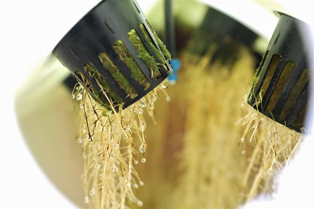 FLOCponics: Sự tích hợp hoàn hảo của công nghệ biofloc và cây thủy canh