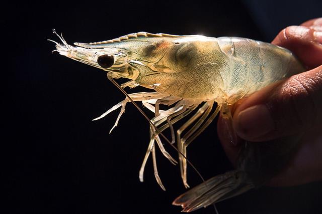 Ảnh hưởng từ sự dao động pH tưởng chừng vô hại đến gan tụy tôm