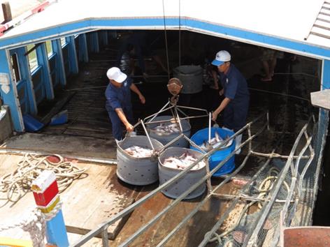 Giá cá tra tăng, giá cá sặc rằn giảm mạnh Giá cá tra tăng, giá cá sặc rằn giảm mạnh