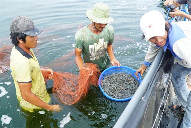 Long An: Người nuôi tôm vui mừng vì giá tăng vào dịp Tết