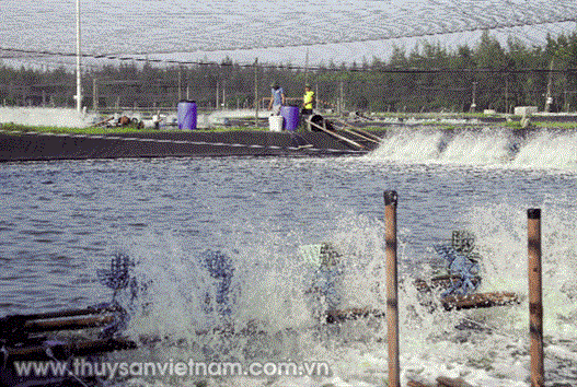 Giải pháp ổn định ôxy hòa tan trong ao Giải pháp ổn định ôxy hòa tan trong ao