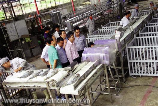 Hệ thống phân loại và thống kê cá ngừ theo trọng lượng Hệ thống phân loại và thống kê cá ngừ theo trọng lượng