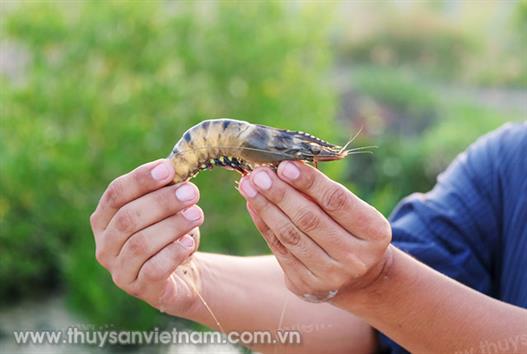 Hiệu quả nuôi tôm sú 2 giai đoạn Hiệu quả nuôi tôm sú 2 giai đoạn