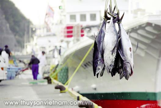 Hướng đến nghề câu cá ngừ vằn bền vững