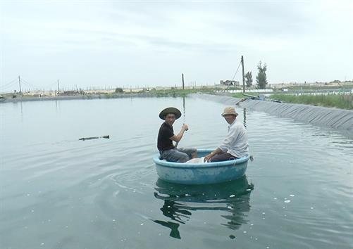 Nuôi cá mú từ ao tôm