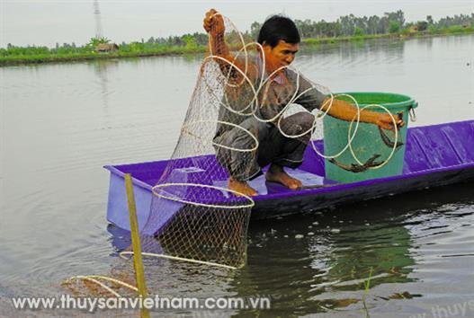 Những khuyến cáo với mô hình nuôi tôm sú, tôm thẻ Những khuyến cáo với mô hình nuôi tôm sú, tôm thẻ