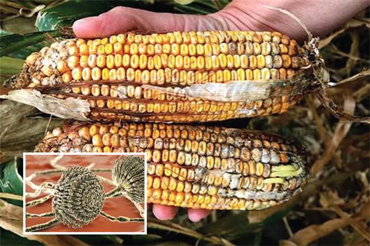 Kiểm soát độc tố trong thức ăn thủy sản Kiểm soát độc tố trong thức ăn thủy sản