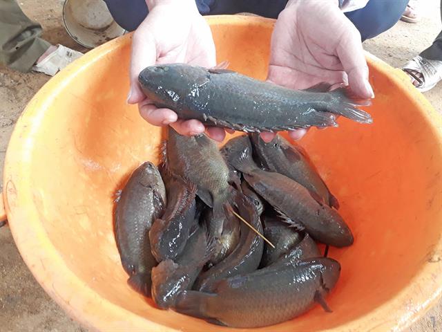 Hướng dẫn kỹ thuật nuôi cá rô đầu vuông trong ao đất Hướng dẫn kỹ thuật nuôi cá rô đầu vuông trong ao đất
