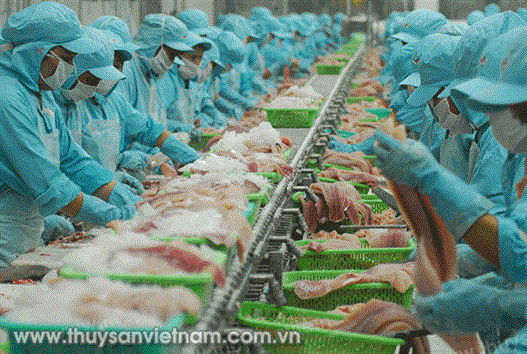 Kỳ tích mới của cá tra Việt Nam