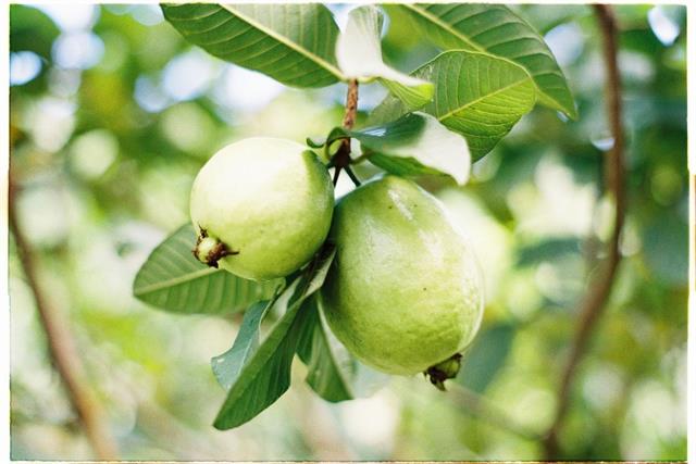 Nuôi tôm khỏe mạnh chỉ từ loại lá quen thuộc trong vườn nhà