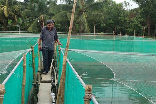 Nuôi cá lóc trong vèo tuy cực nhọc, song mỗi năm lãi 600 triệu đồng Nuôi cá lóc trong vèo tuy cực nhọc, song mỗi năm lãi 600 triệu đồng