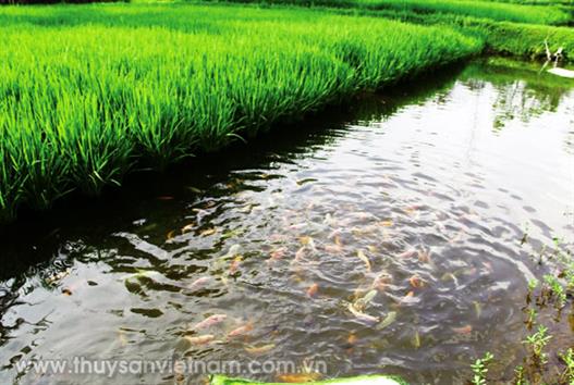 Hiệu quả từ mô hình nuôi cá trong ruộng lúa  tăng năng suất cải thiện đời  sống  Agrivn