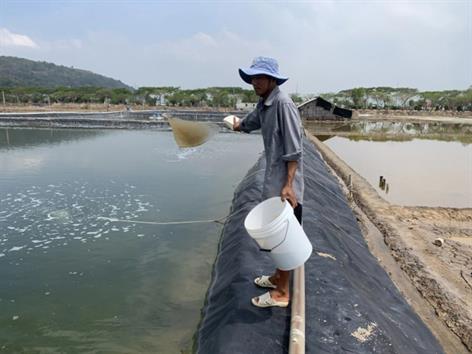 BR-VT: Giảm chi phí sản xuất giống cá biển nhờ nuôi luân trùng