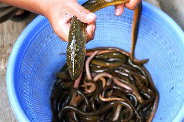 Các lưu ý quan trọng cho người mới nuôi lươn không bùn