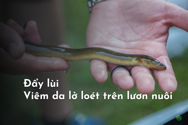 Tất tần tật về chứng “viêm da” lở loét trên lươn