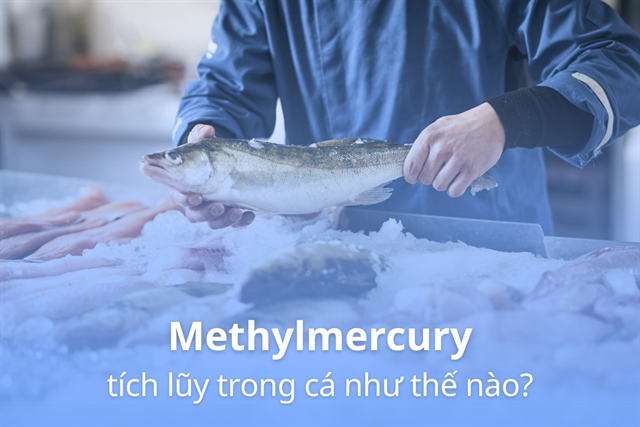 Methylmercury tích lũy trong cá như thế nào?