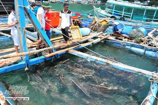 Quy trình nuôi thương phẩm cá bống bớp  Tạp chí Thủy sản Việt Nam