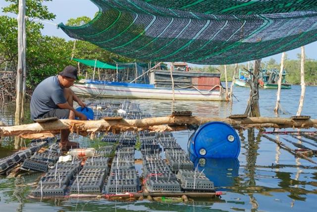 Mô hình nuôi cua biển sáng tạo mang lại hiệu quả kinh tế cao Mô hình nuôi cua biển sáng tạo mang lại hiệu quả kinh tế cao