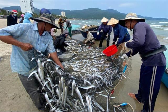 Kéo lưới gần bờ ngư dân được mùa cá hố, cá rọc Kéo lưới gần bờ ngư dân được mùa cá hố, cá rọc