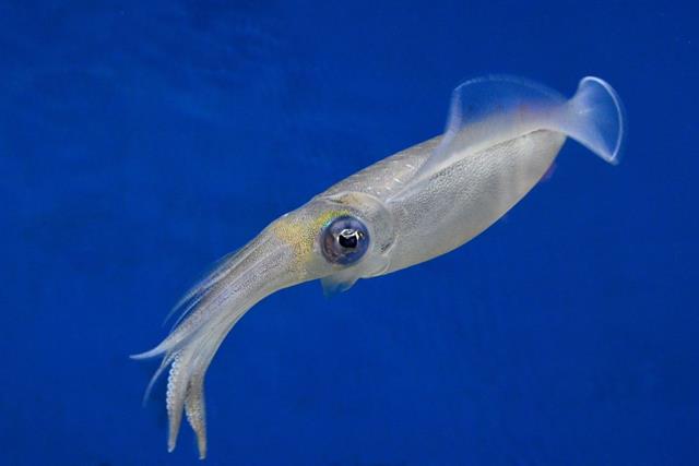 Mực lá - Đối tượng nuôi tiềm năng trong phát triển thủy sản