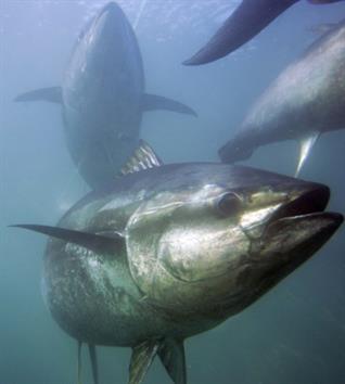 Mỹ từ chối liệt kê cá ngừ vây xanh Thái Bình Dương là loài đang bị đe dọa