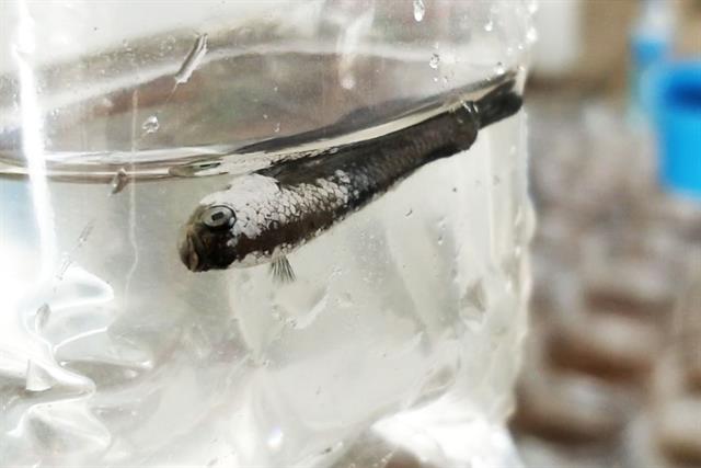 Đam mê Betta: Ranh giới giữa yêu và giết! Đam mê Betta: Ranh giới giữa yêu và giết!