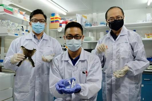 Da ếch và vảy cá: Từ chất thải thành vật liệu chữa xương người