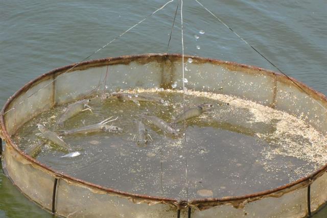 Công thức cải thiện FCR nuôi tôm: Bí quyết nằm ở kỹ thuật cho ăn Công thức cải thiện FCR nuôi tôm: Bí quyết nằm ở kỹ thuật cho ăn