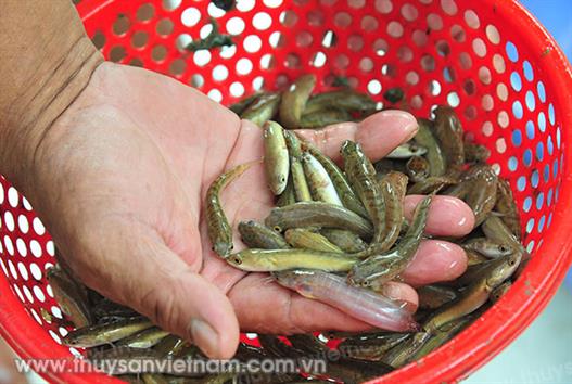 ĐBSCL: Nhiều loại cá giống nước ngọt tăng giá mạnh ĐBSCL: Nhiều loại cá giống nước ngọt tăng giá mạnh