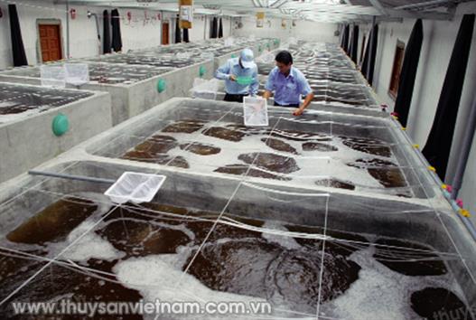 Ninh Thuận: Xây dựng thương hiệu tôm giống Ninh Thuận: Xây dựng thương hiệu tôm giống
