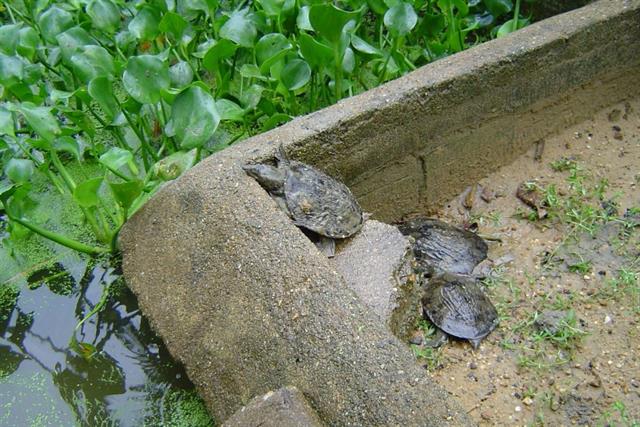 Phân biệt ba ba trơn và ba ba gai: giống nào phù hợp để nuôi thương phẩm?
