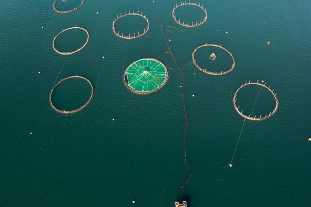 Quảng Ninh ứng dụng công nghệ 4.0, sản lượng tôm về đích sớm